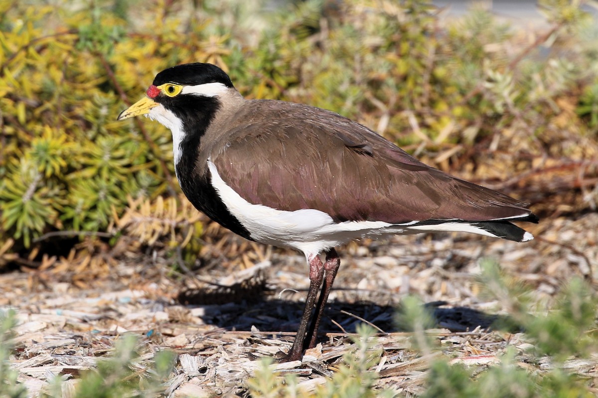 Banded Lapwing - ML614802071