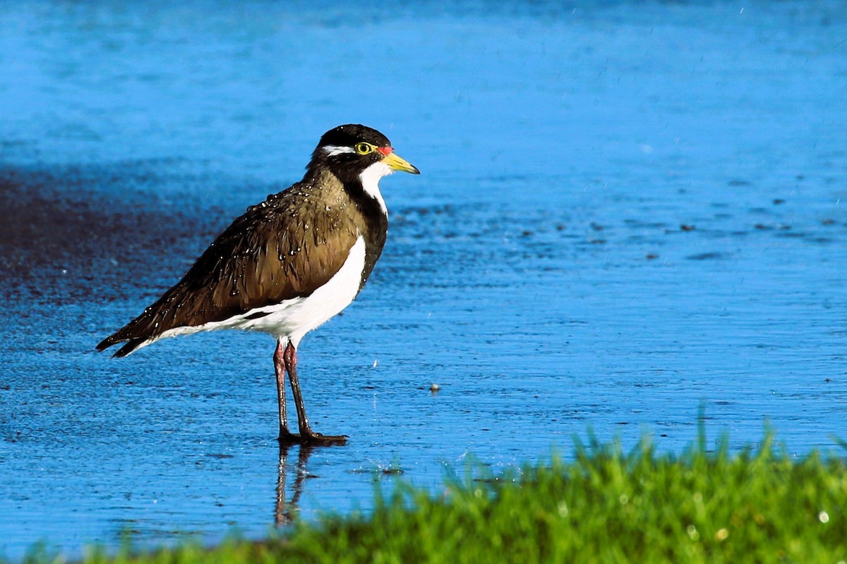 Banded Lapwing - Alan Henry