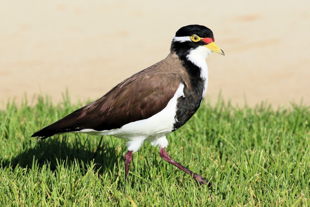 Banded Lapwing - ML614802073