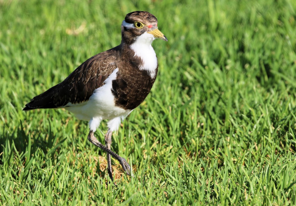 Banded Lapwing - ML614802075