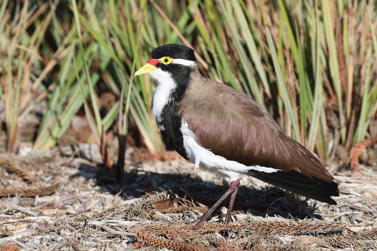 Banded Lapwing - ML614802076