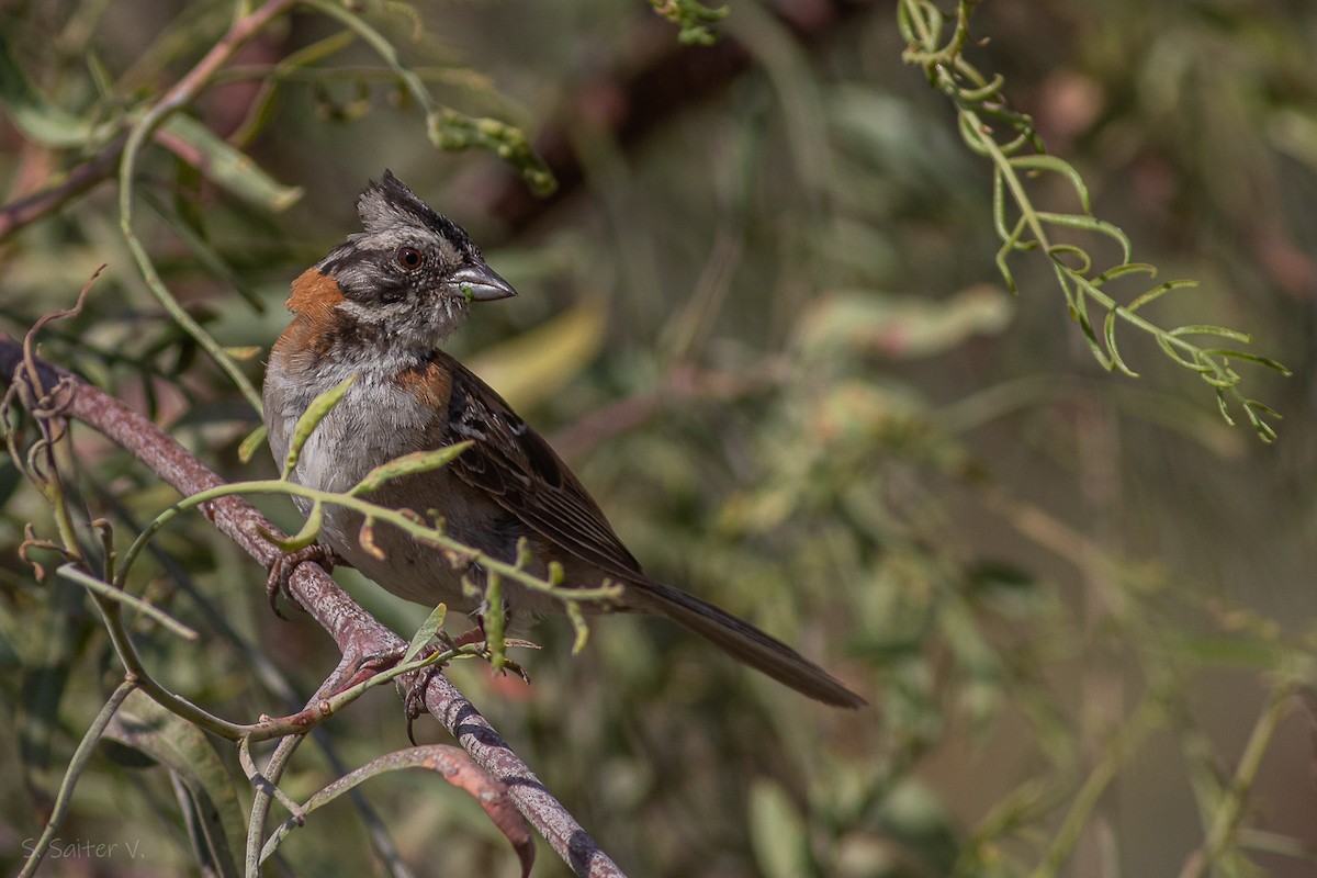 Rufous-collared Sparrow - ML614802172