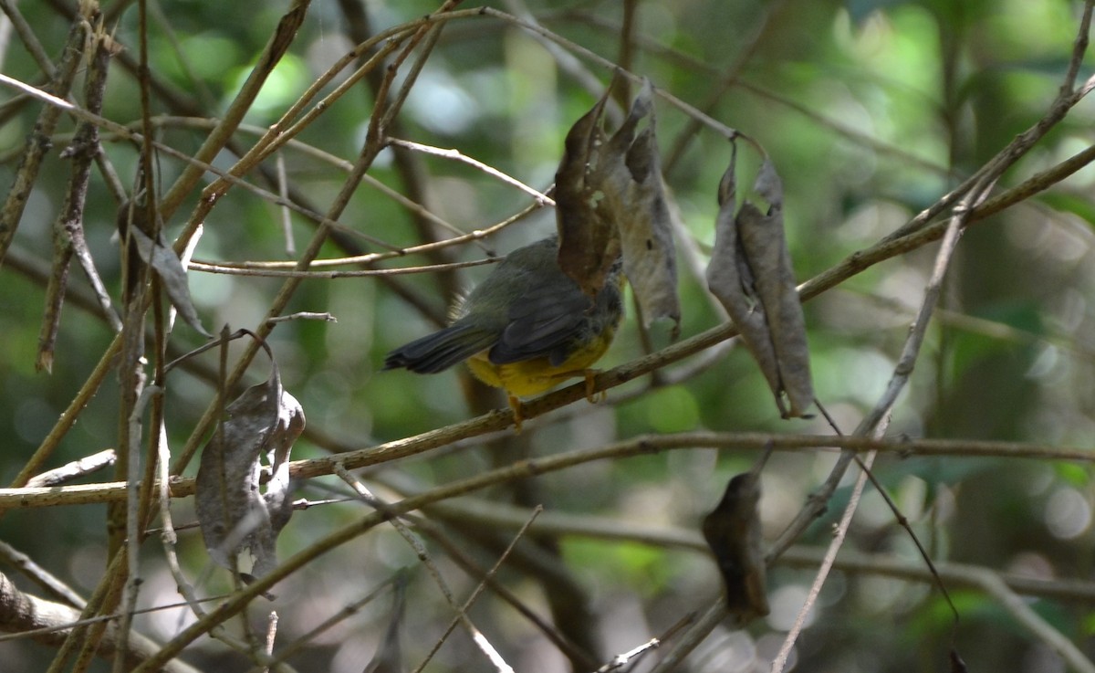 Golden-crowned Warbler - ML614802626