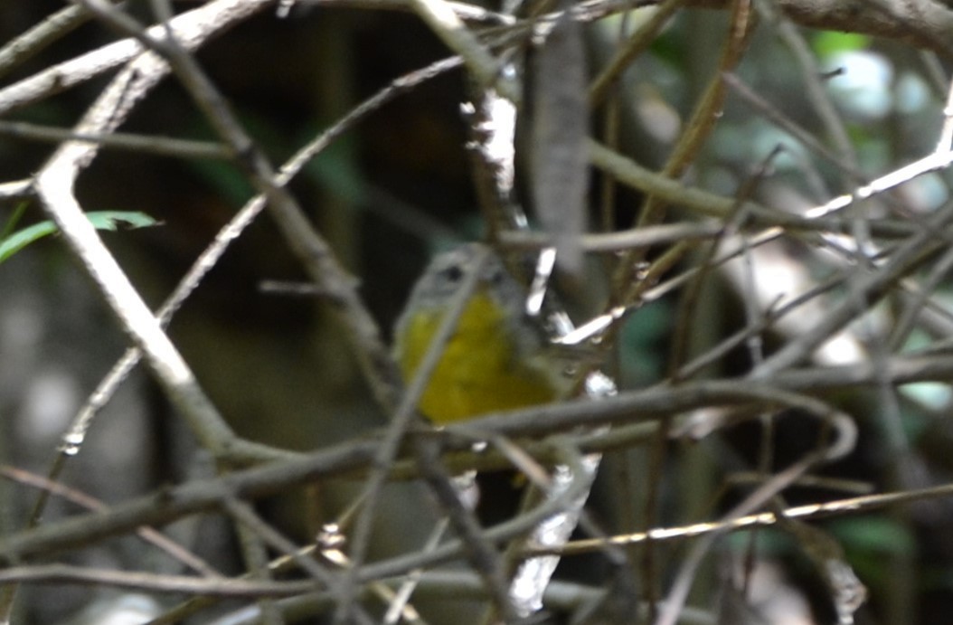 Golden-crowned Warbler - ML614802627