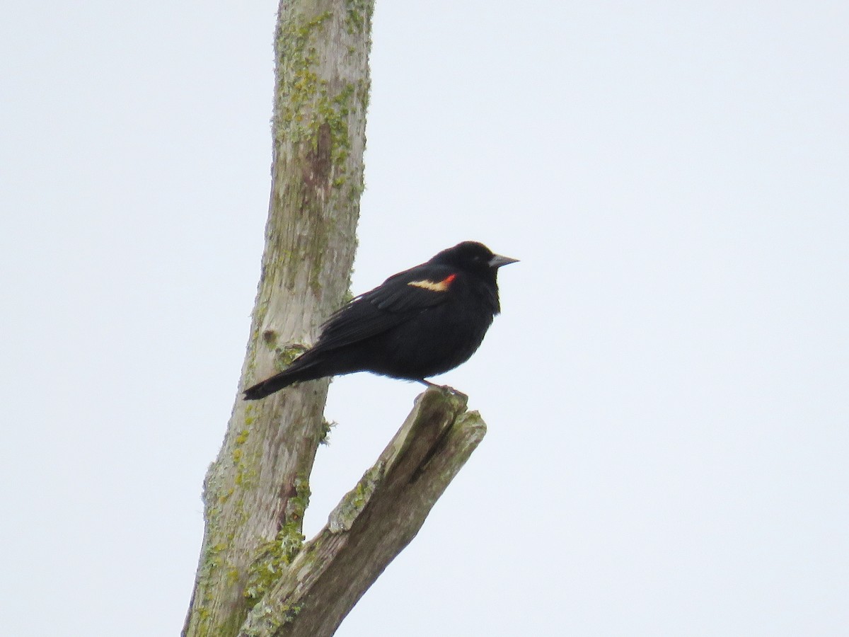 Red-winged Blackbird - ML614802762