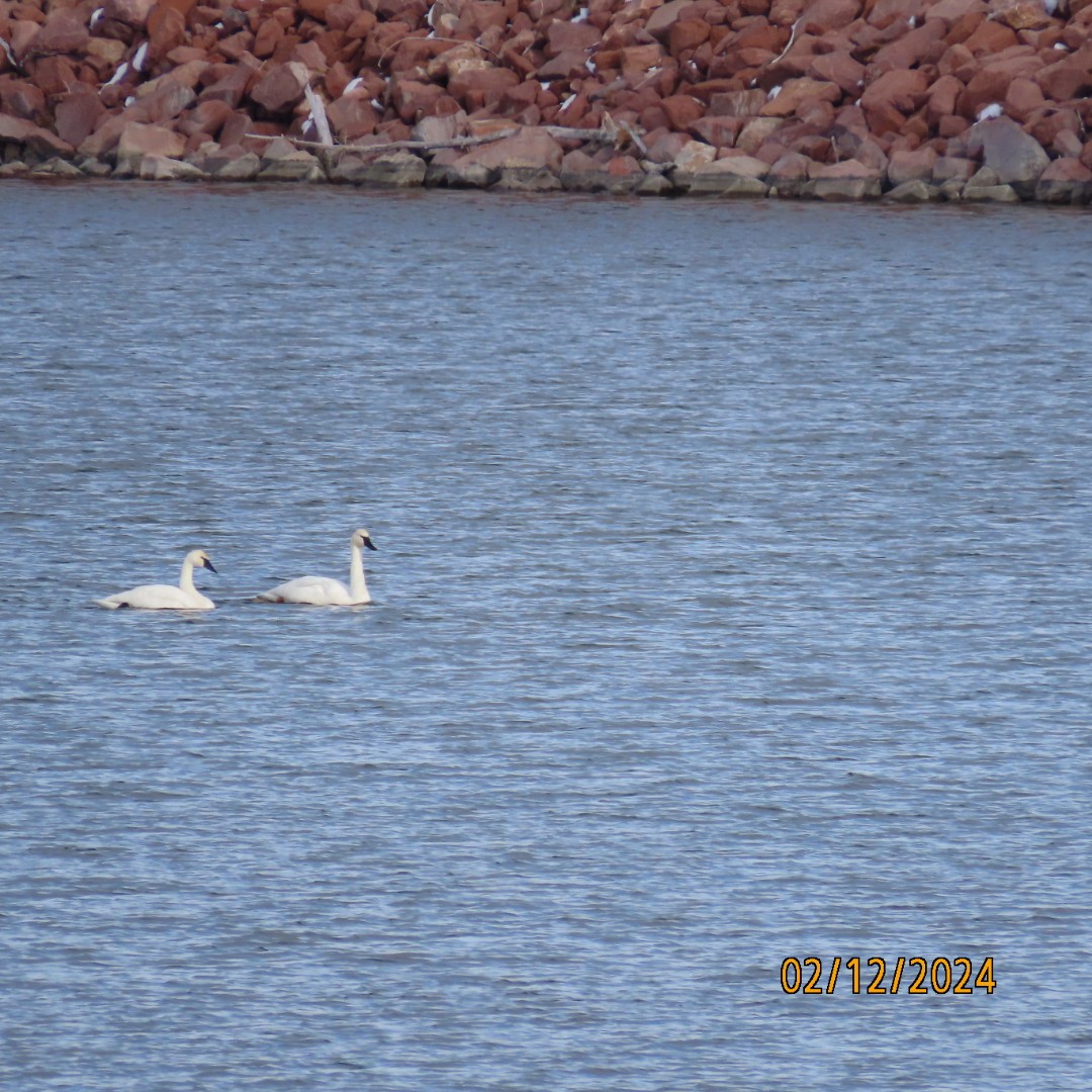 Trumpeter Swan - Anonymous