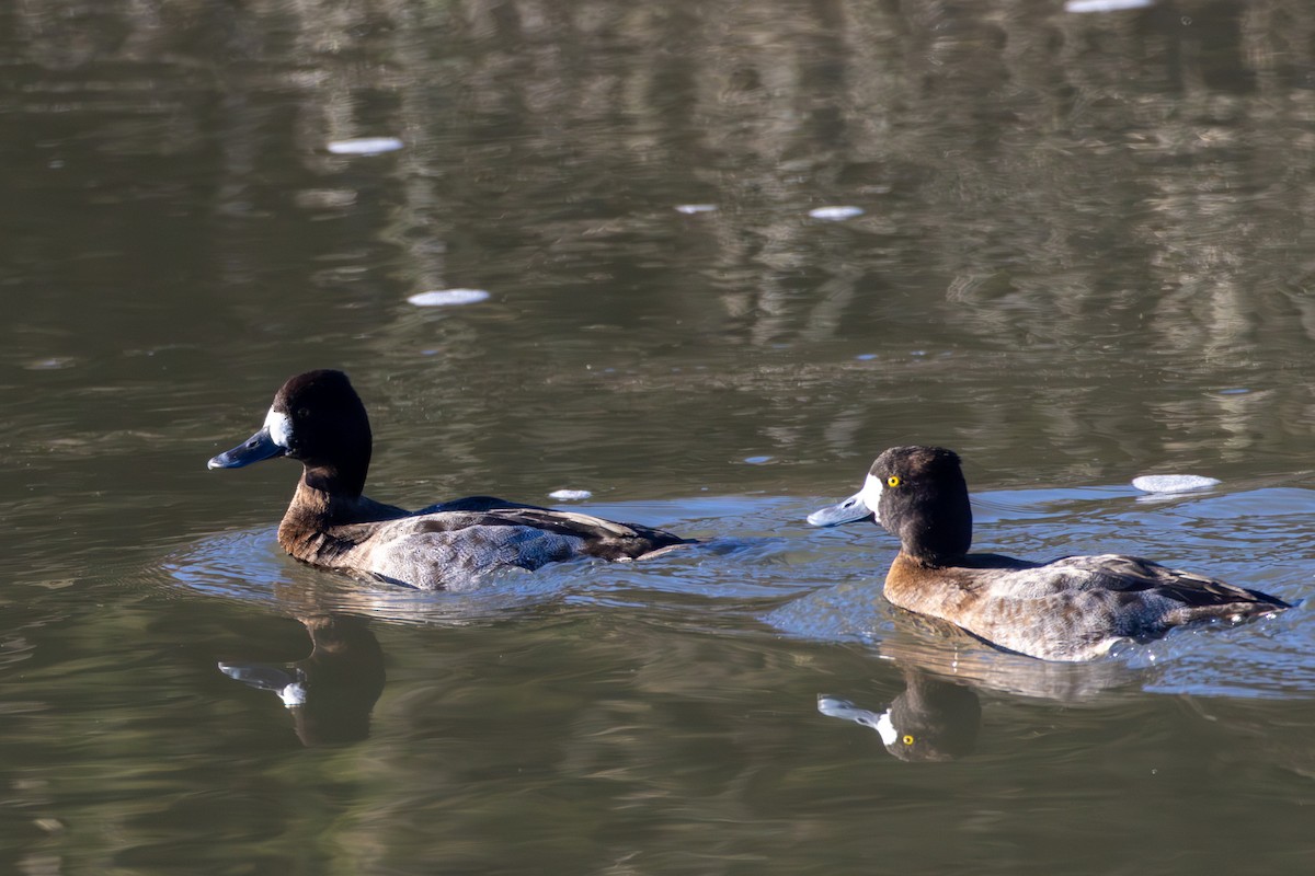 Greater Scaup - Chris Kennelly