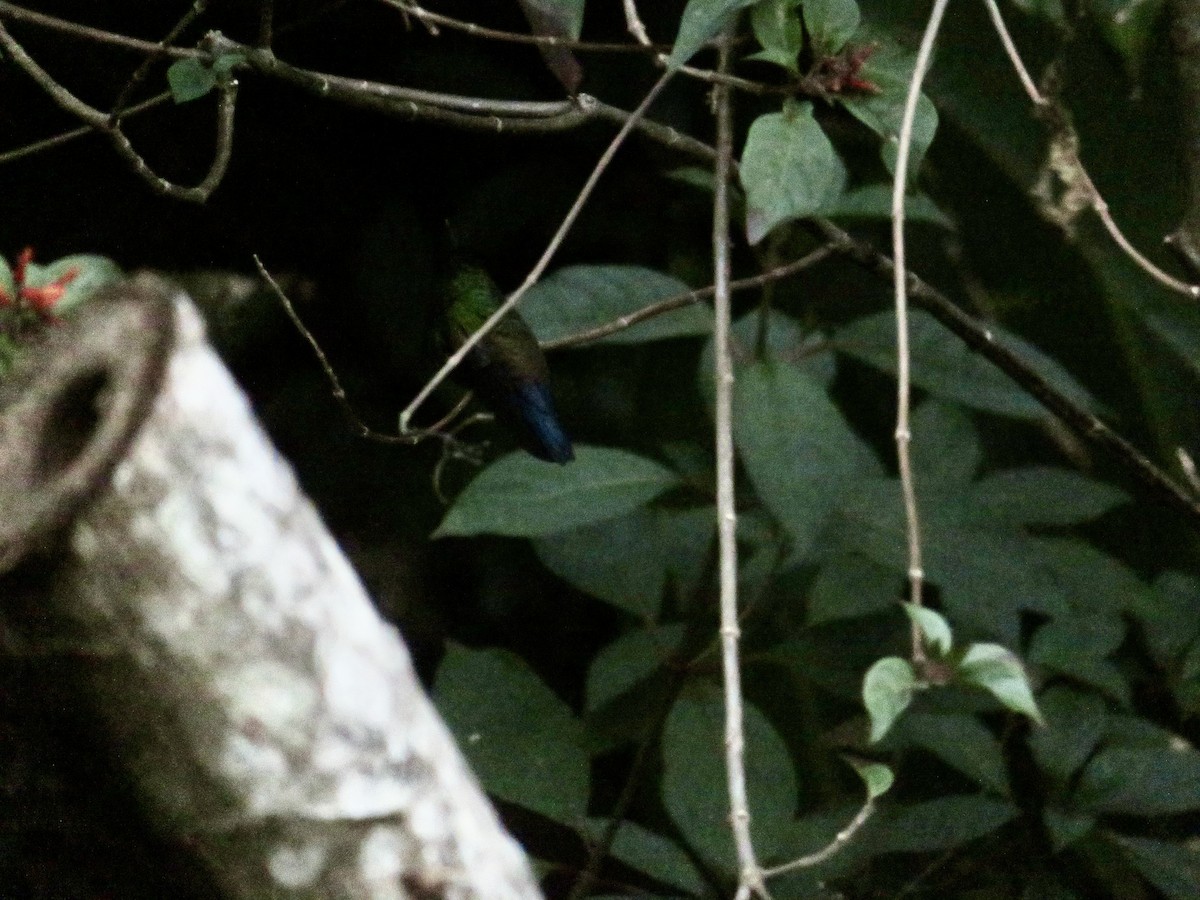 Blue-vented Hummingbird - ML614803170