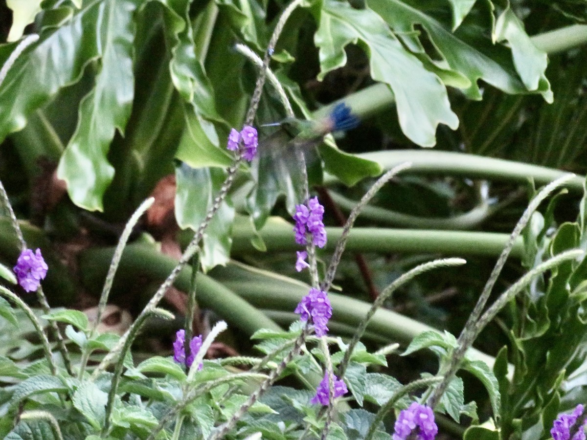 Blue-vented Hummingbird - ML614803171