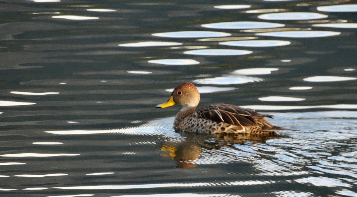 Yellow-billed Pintail (South American) - ML614803320