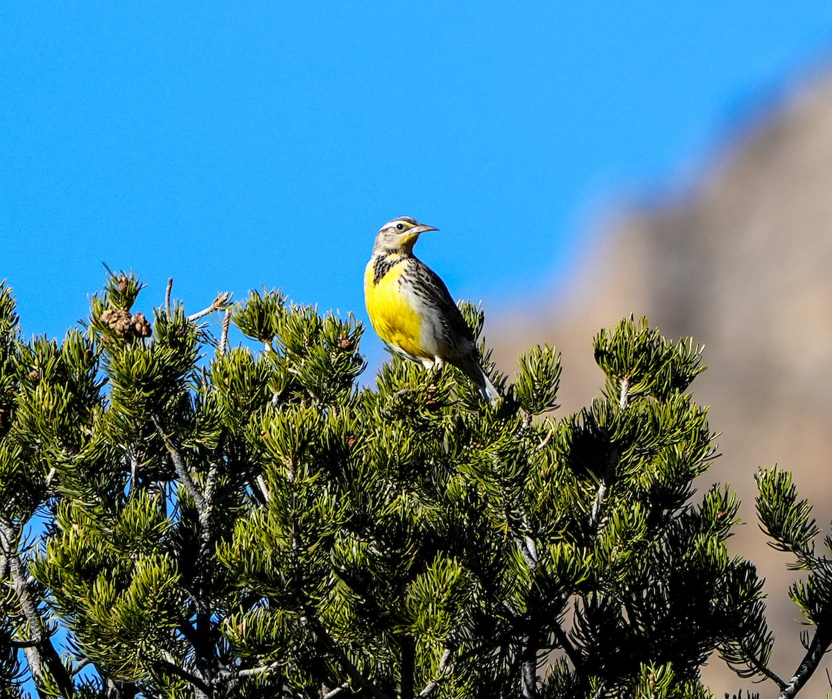 Western/Chihuahuan Meadowlark - Anonymous