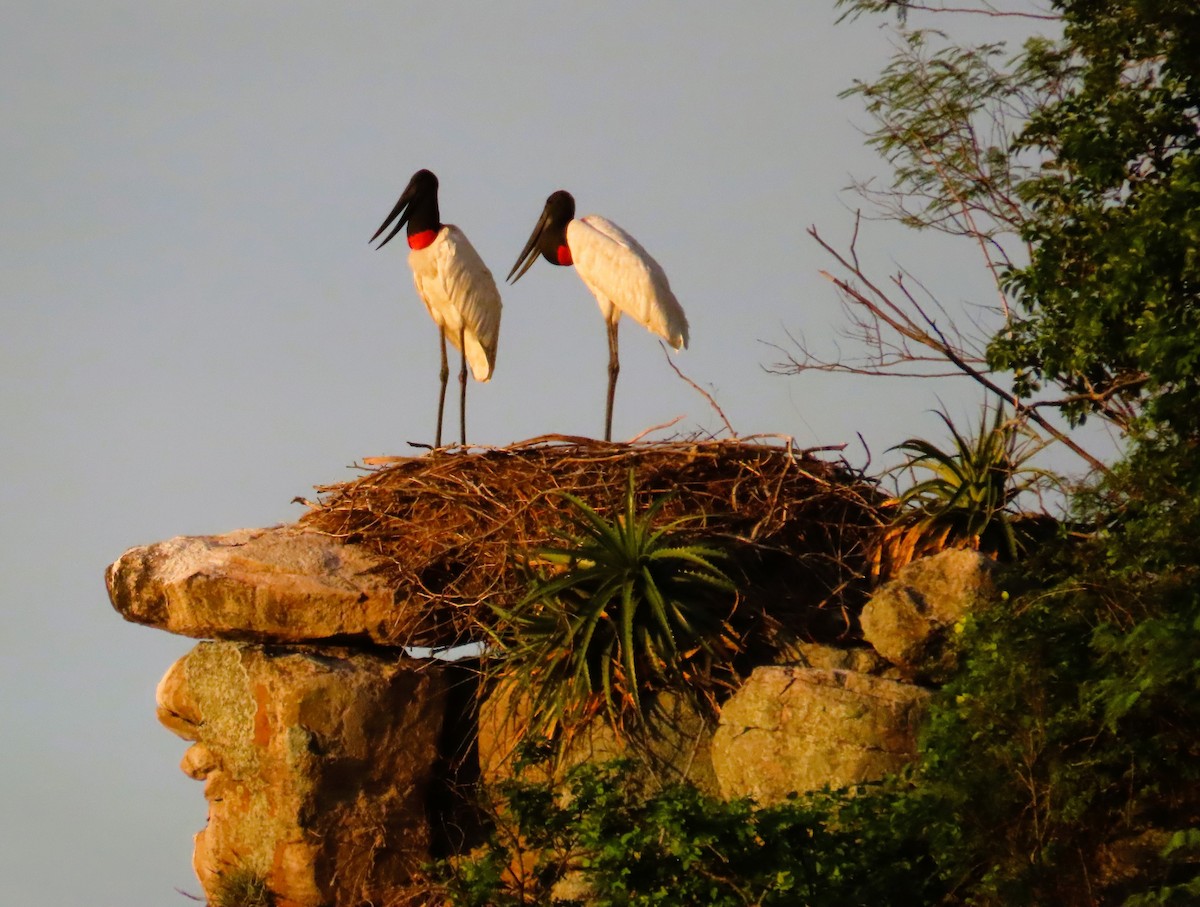 eBird Checklist - 14 Jan 2024 - San Miguelito Jaguar Conservation Ranch ...