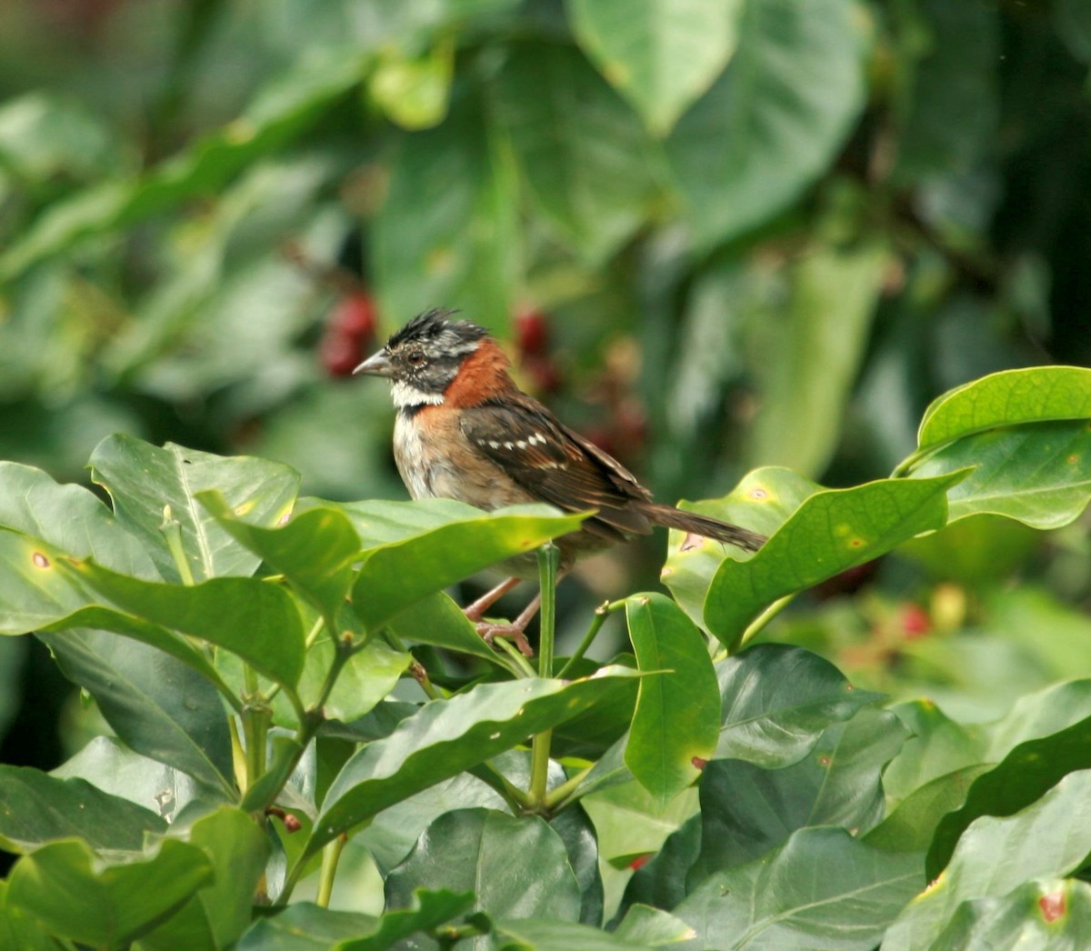 Rufous-collared Sparrow - ML614803530