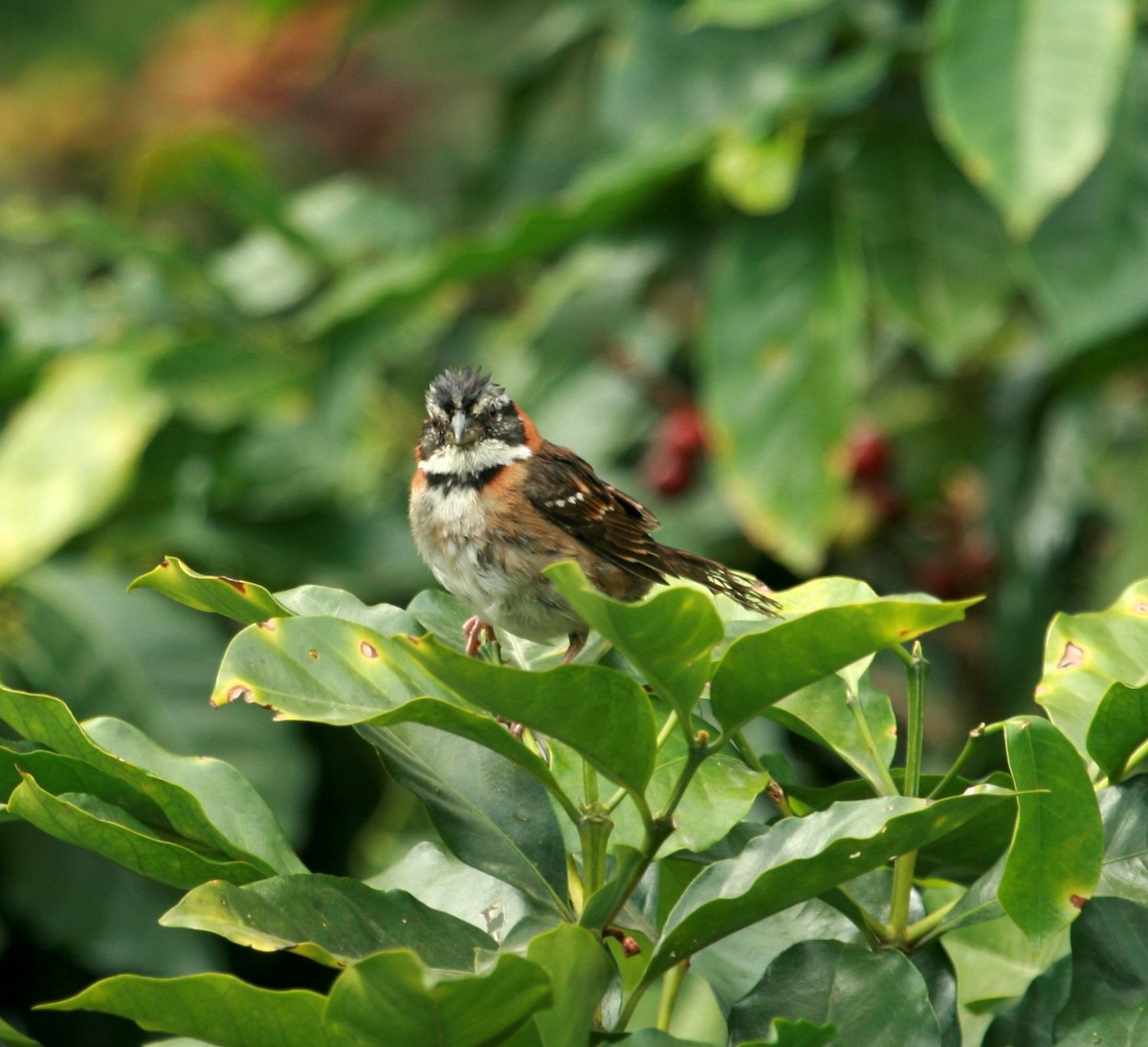 Rufous-collared Sparrow - ML614803531
