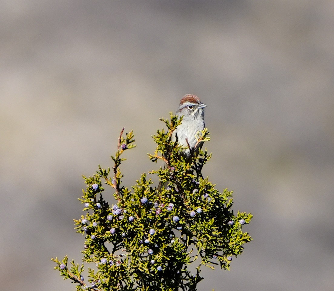Rufous-crowned Sparrow - ML614803562