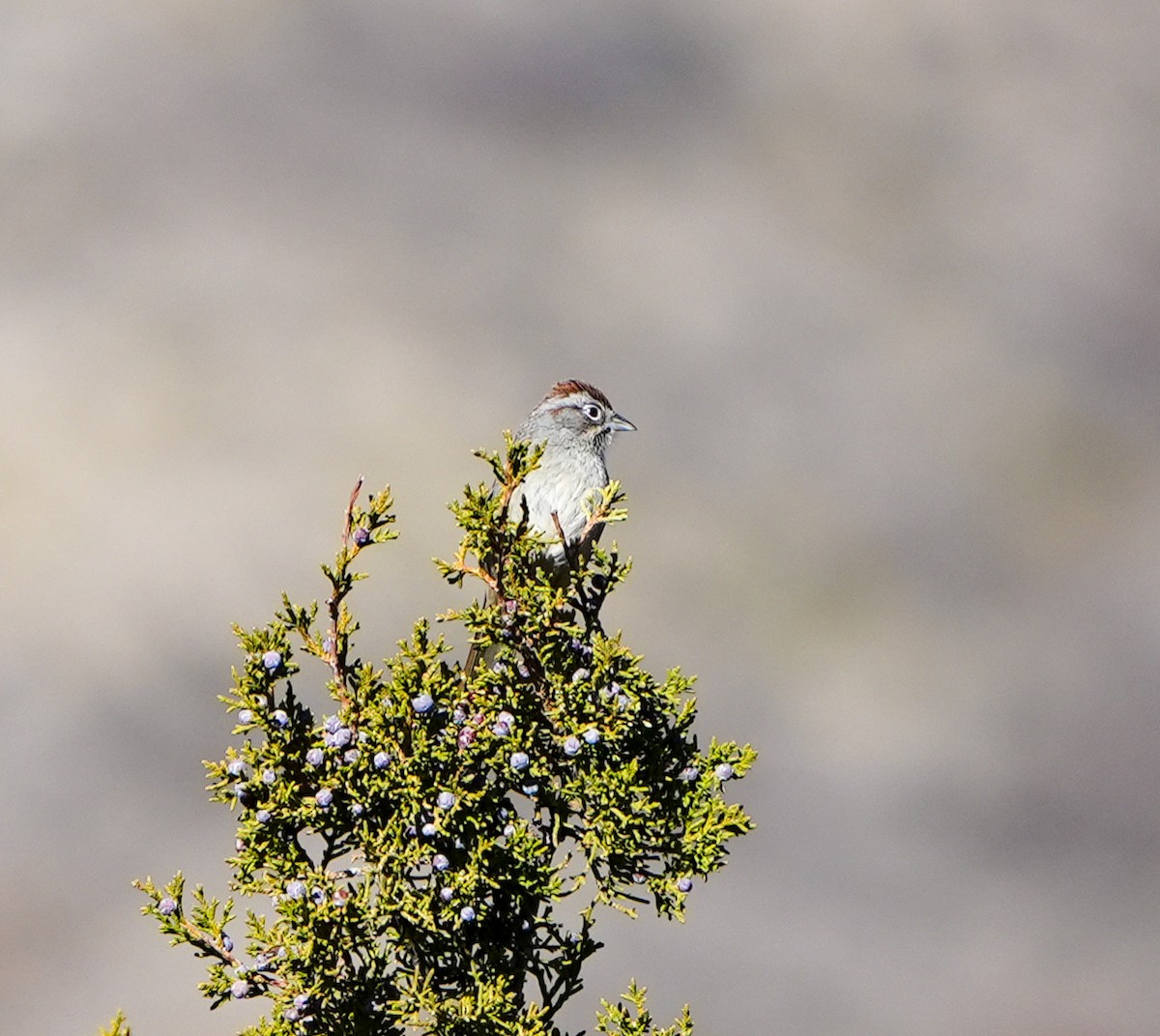 Rufous-crowned Sparrow - ML614803563