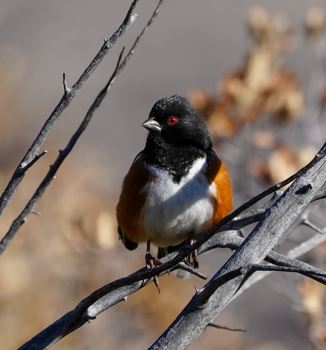 Spotted Towhee - ML614803695