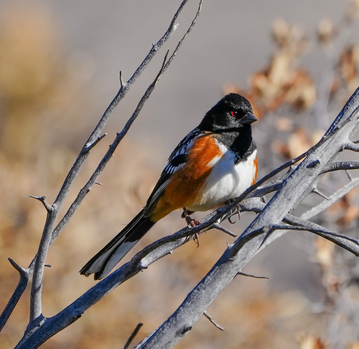 Spotted Towhee - ML614803696