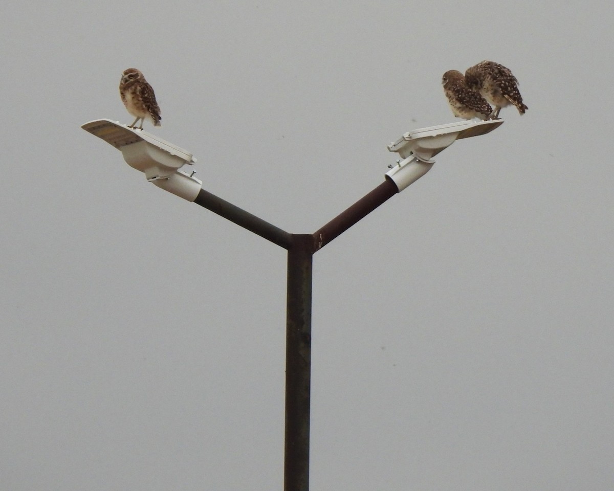 Burrowing Owl - Michael I Christie