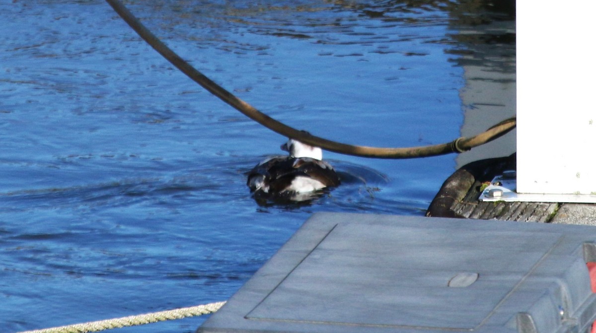 Long-tailed Duck - ML614804036