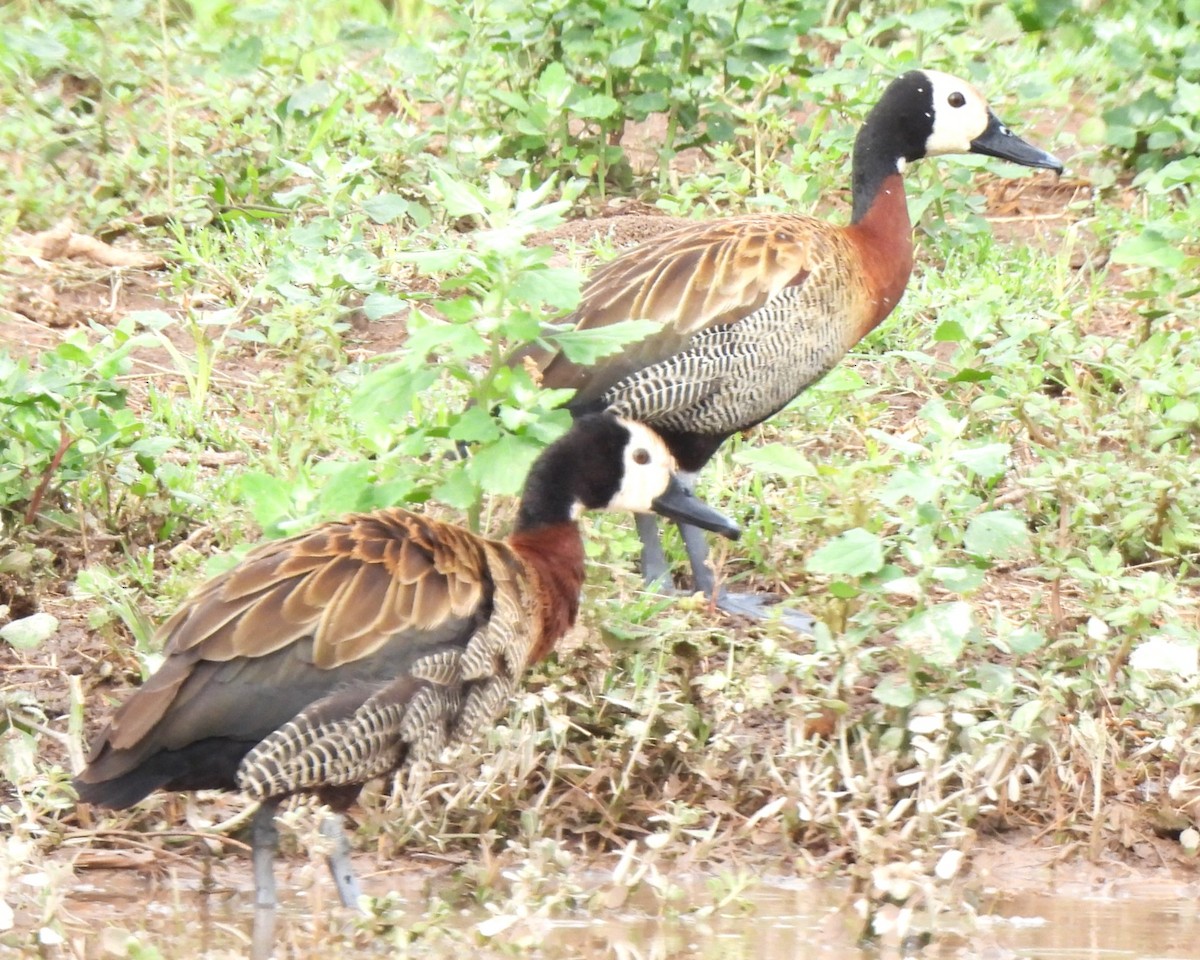 White-faced Whistling-Duck - Michael I Christie