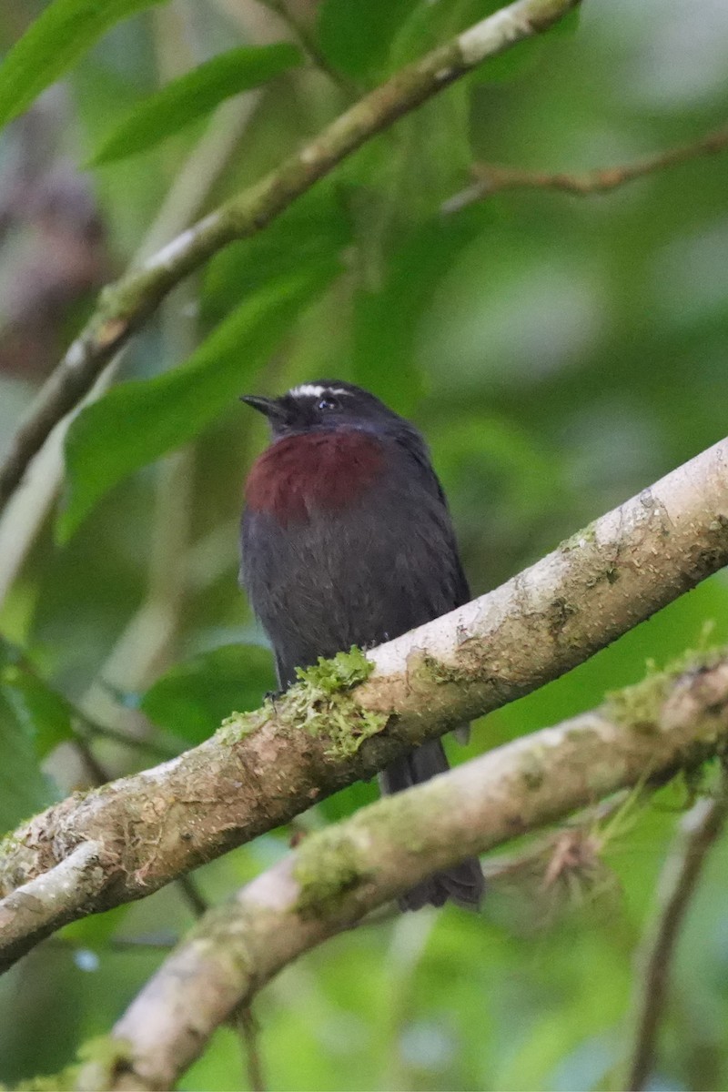 Maroon-belted Chat-Tyrant - John Sanchez