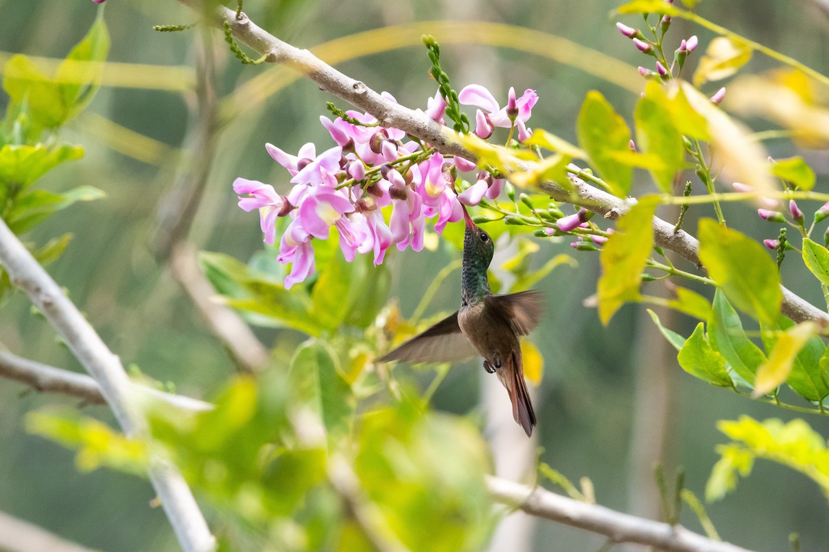 Buff-bellied Hummingbird - ML614804448