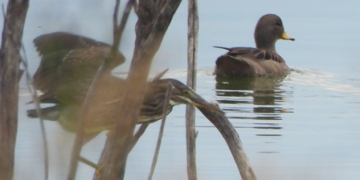 Yellow-billed Teal - Michael I Christie