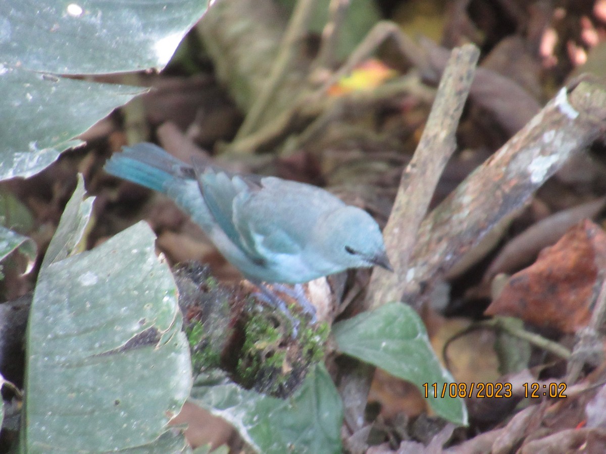 Blue-gray Tanager - ML614804574