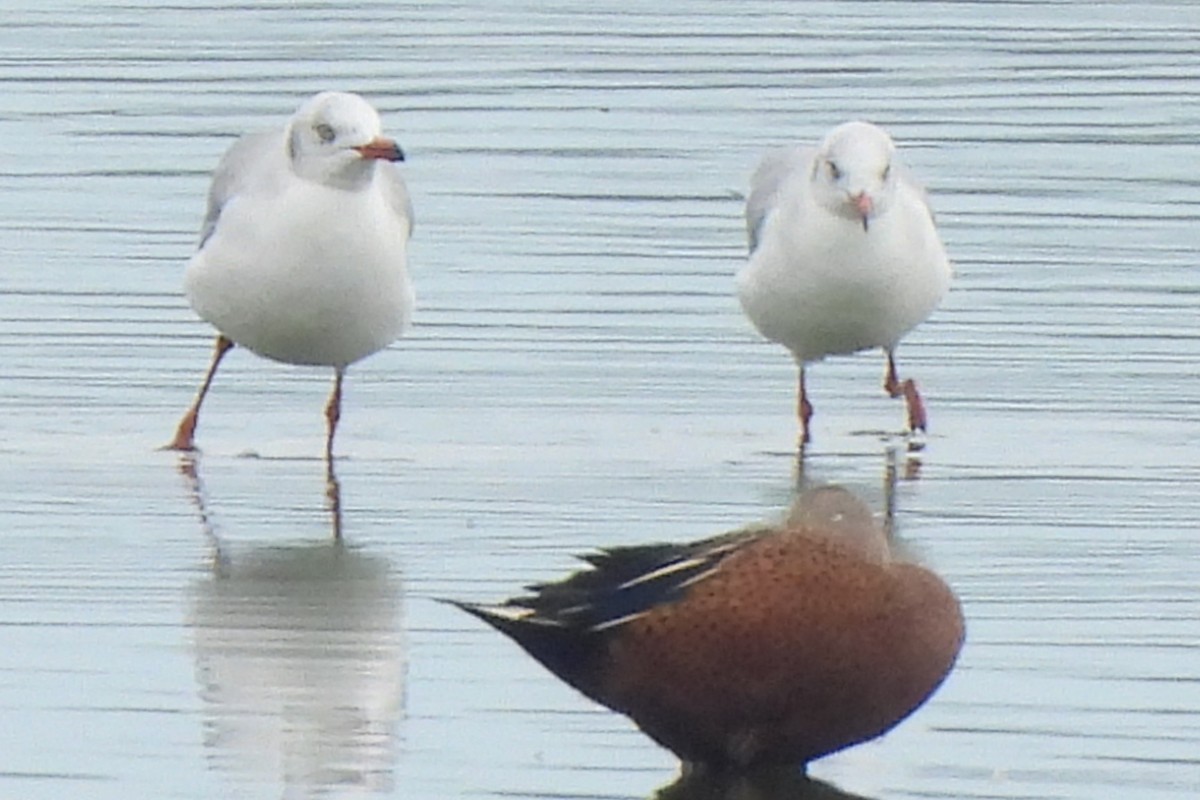 Brown-hooded Gull - Michael I Christie
