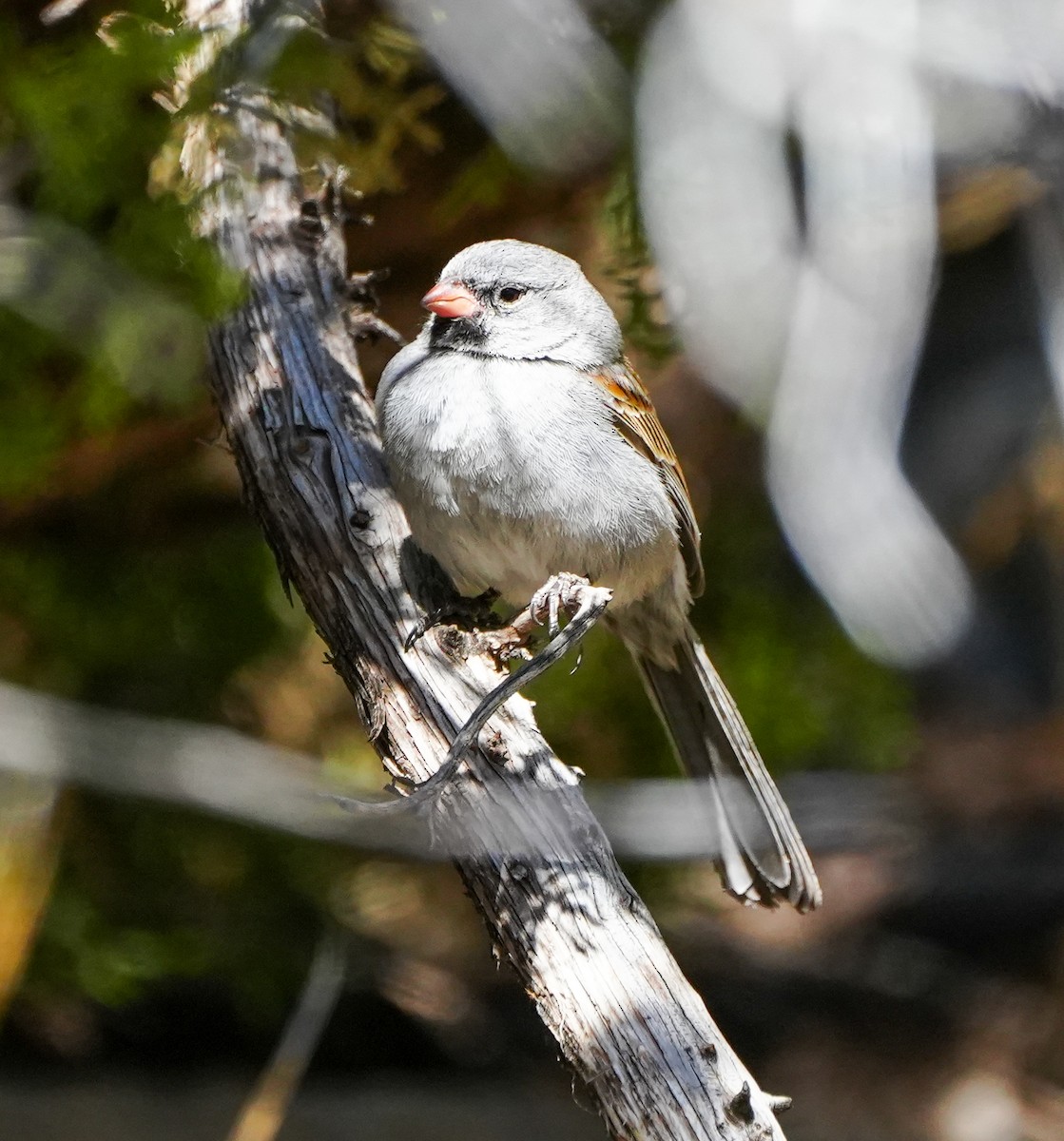 Black-chinned Sparrow - ML614804651