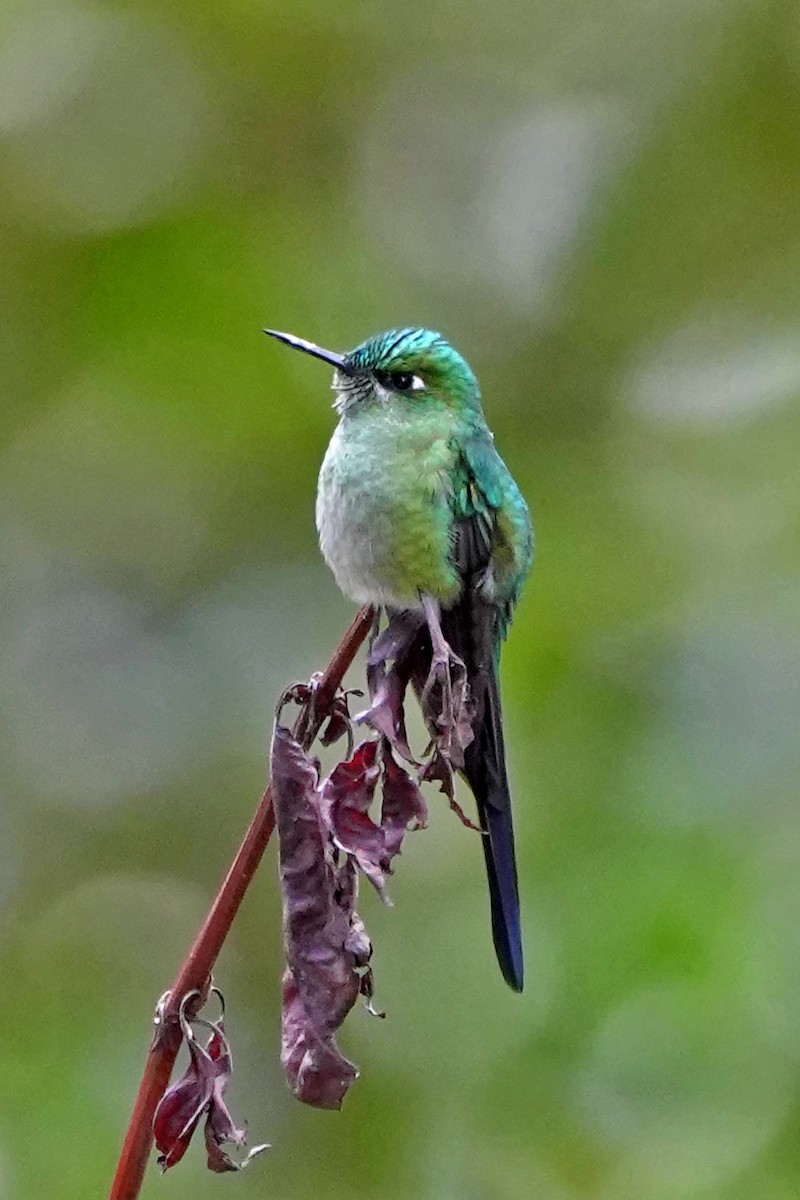 Long-tailed Sylph - ML614804772