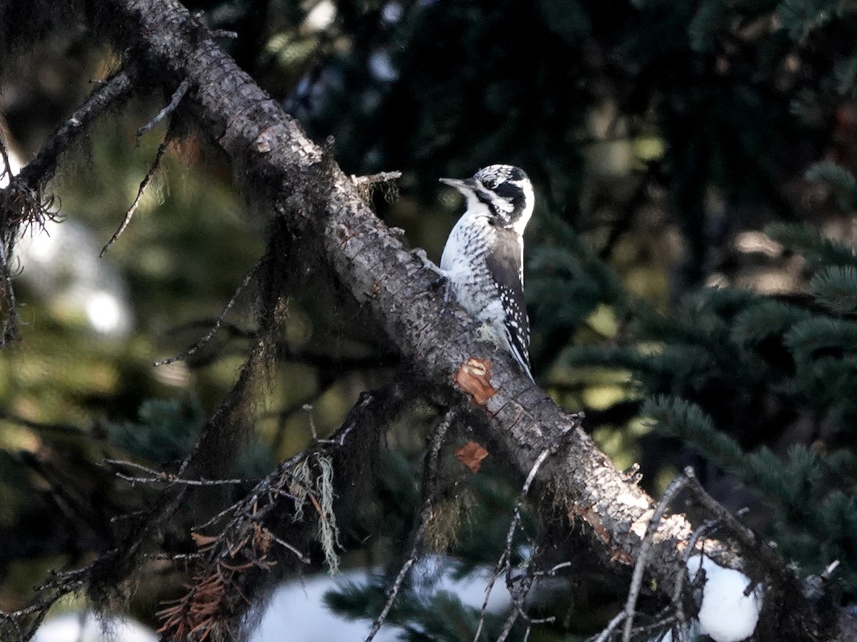 American Three-toed Woodpecker - Liz Soria