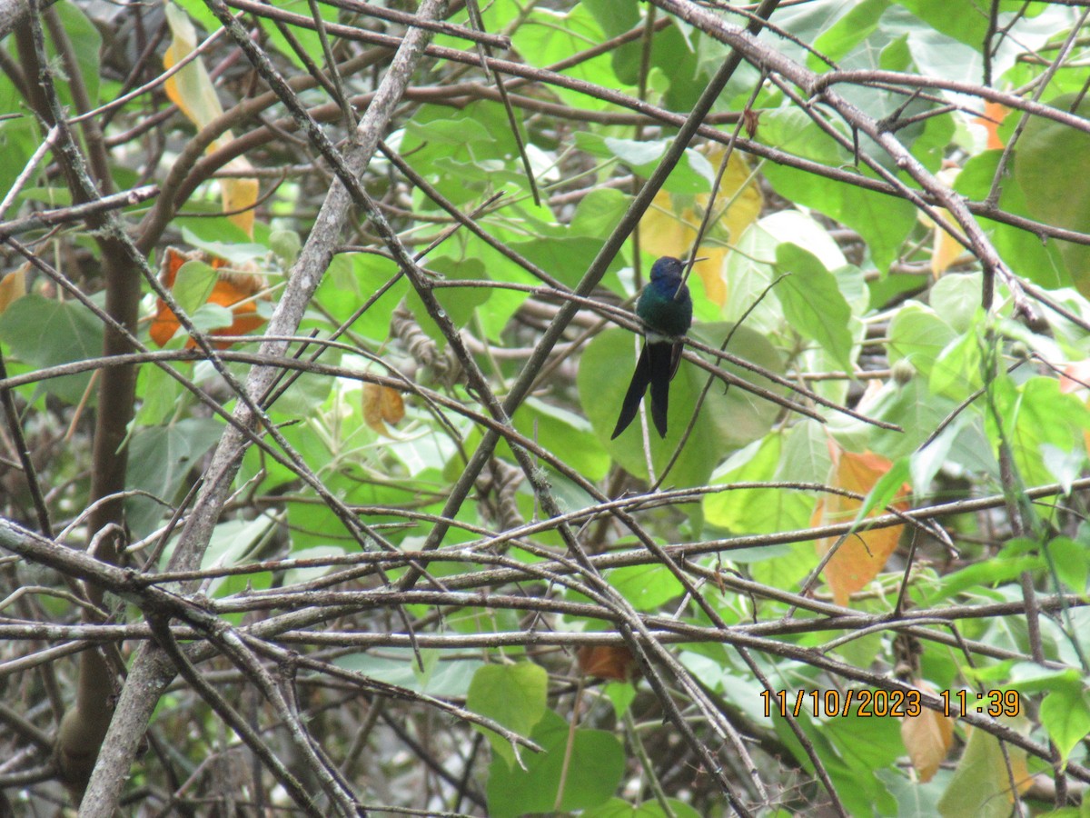 Swallow-tailed Hummingbird - ML614805031