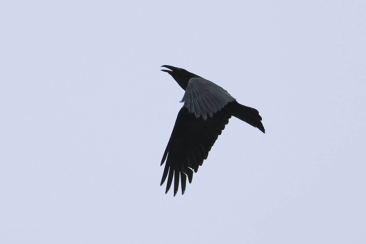 Common Raven - ML614805113