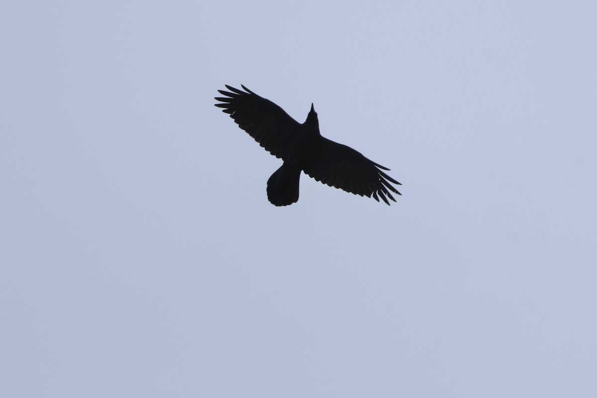 Common Raven - ML614805189