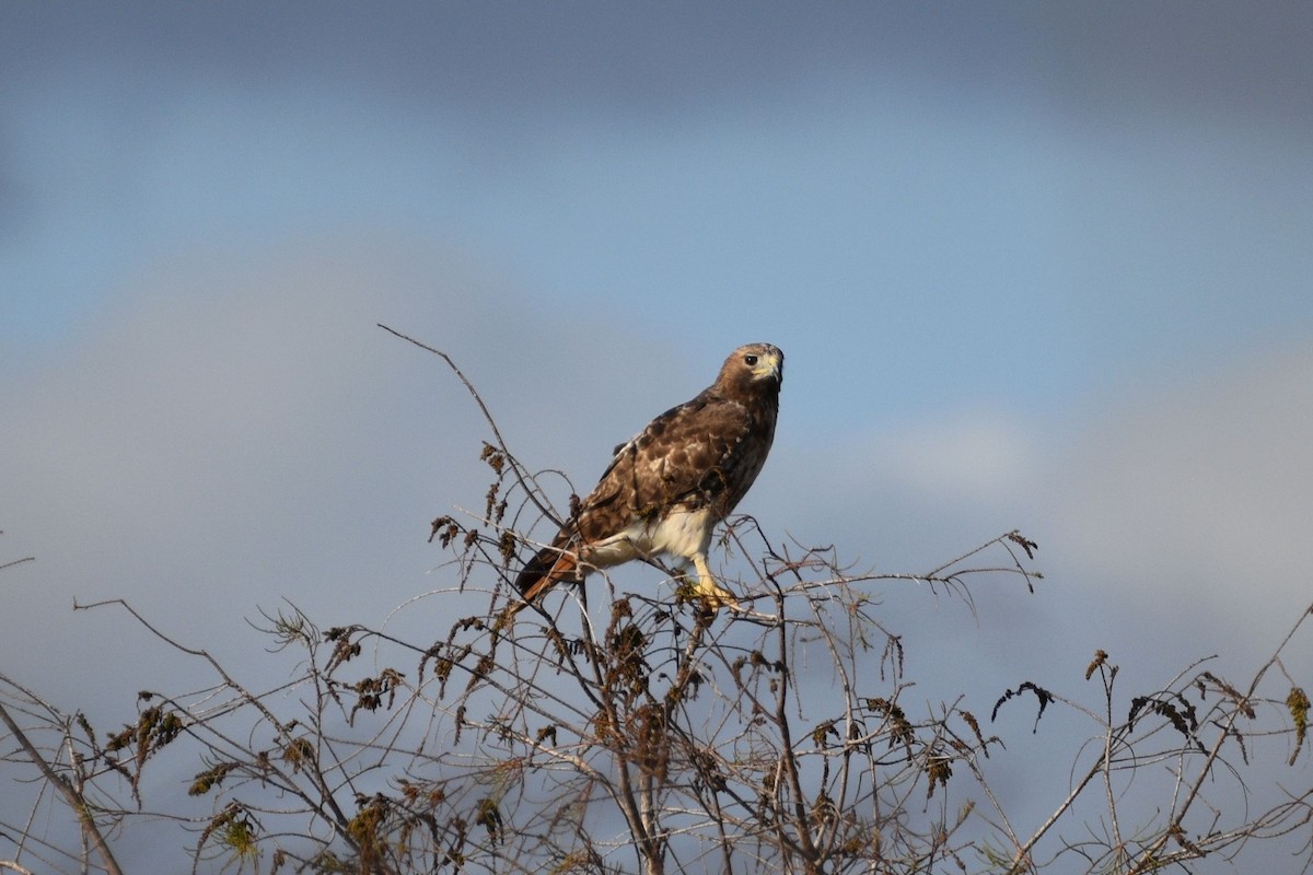 Red-tailed Hawk - ML614805263