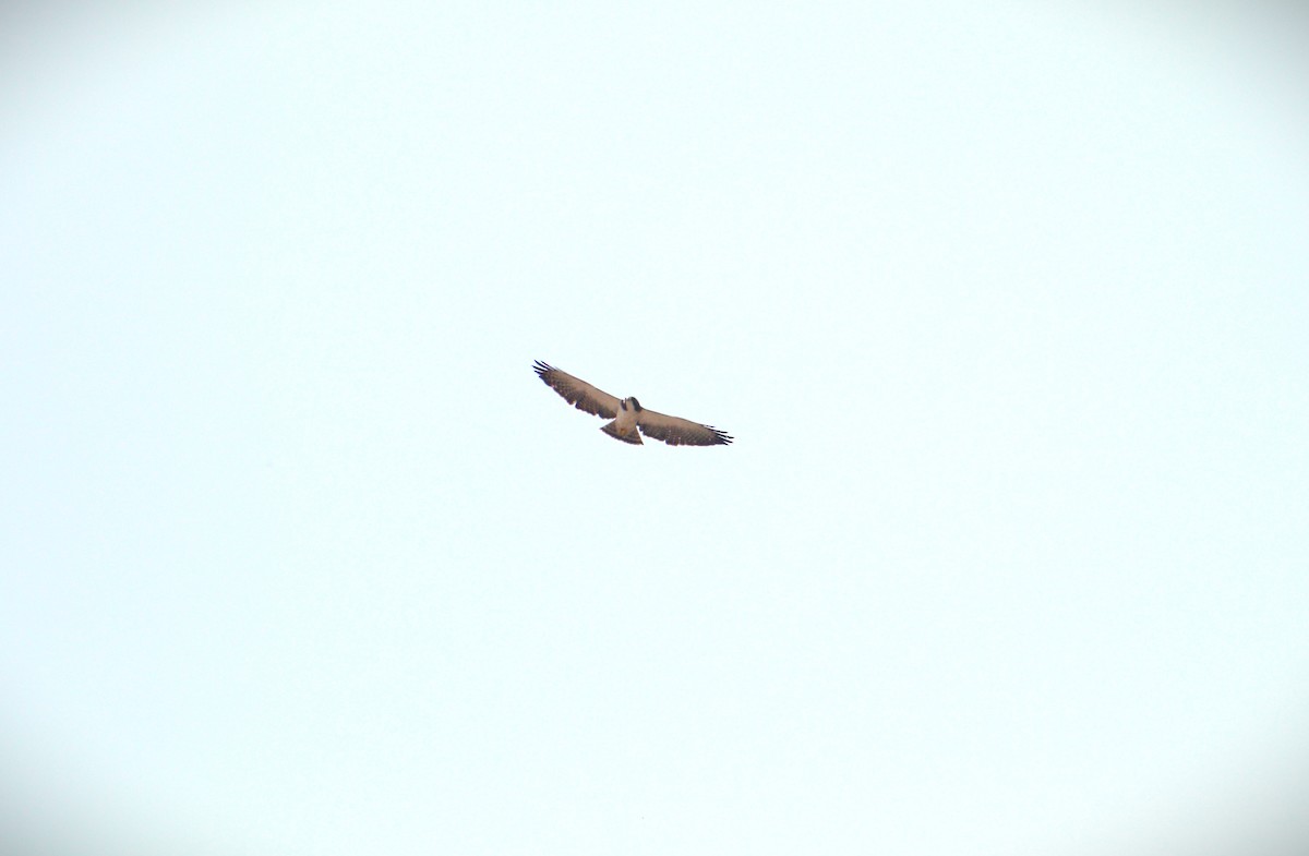 Short-tailed Hawk - ML614805447