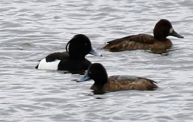Tufted Duck - ML614805508