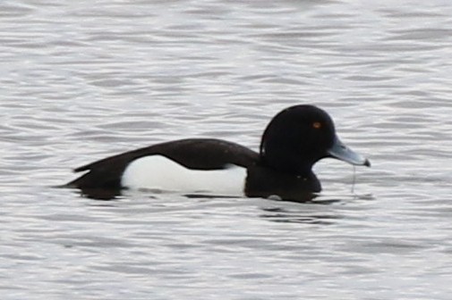Tufted Duck - ML614805509
