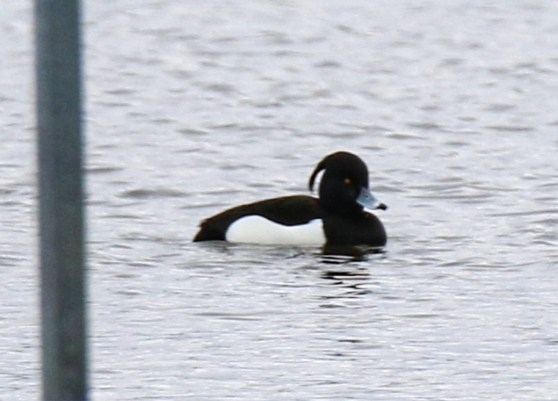 Tufted Duck - ML614805510