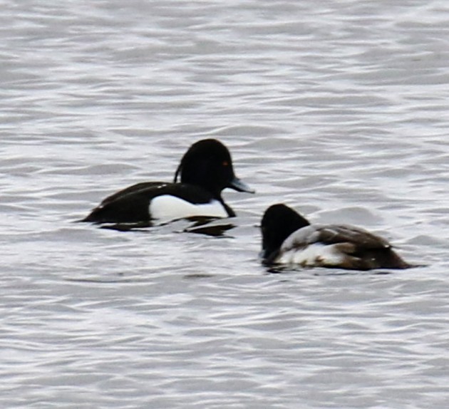 Tufted Duck - ML614805511