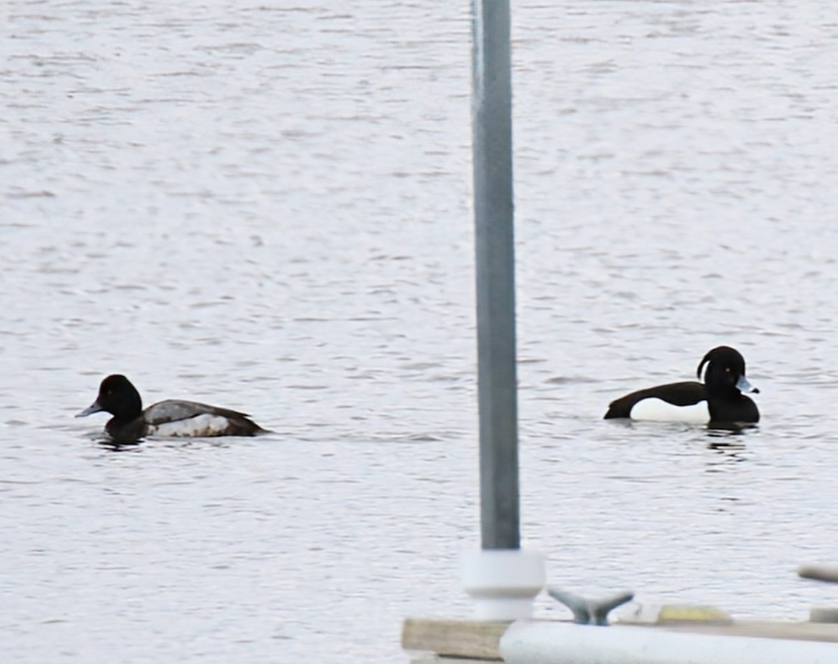 Tufted Duck - ML614805512