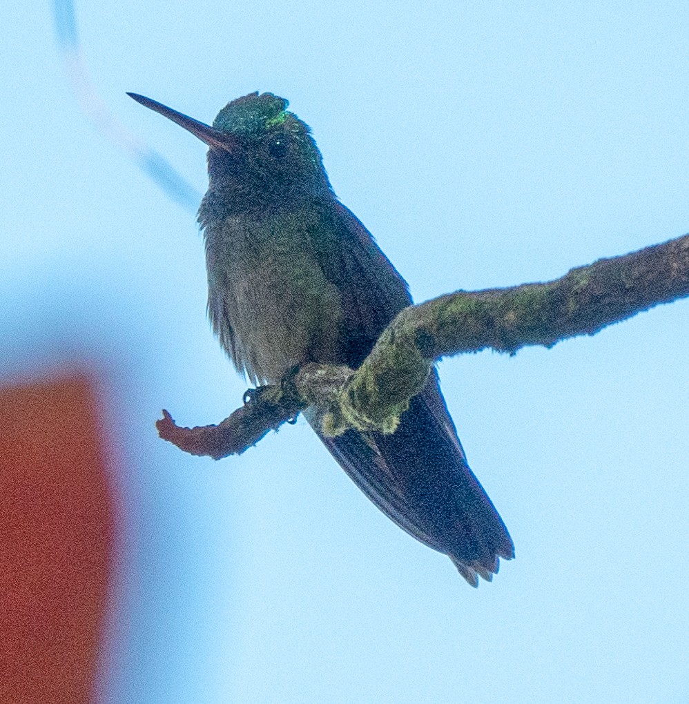 Charming Hummingbird - ML614805617