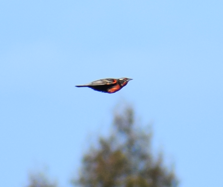Long-tailed Meadowlark - Felipe Undurraga