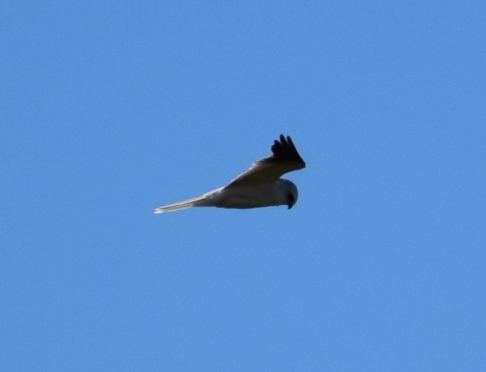 White-tailed Kite - ML614805945