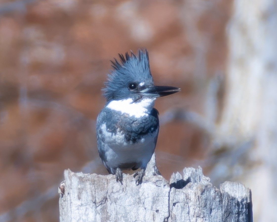 Belted Kingfisher - ML614806036