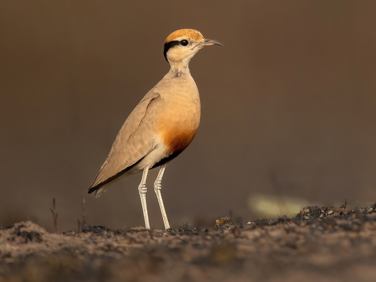 Temminck #39 s Courser Cursorius temminckii Birds of the World