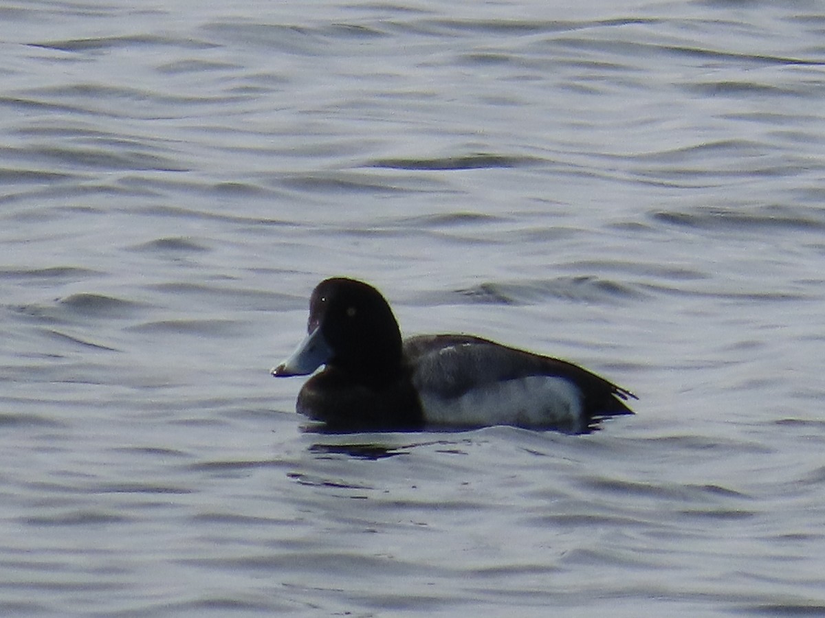 Greater/Lesser Scaup - ML614806214