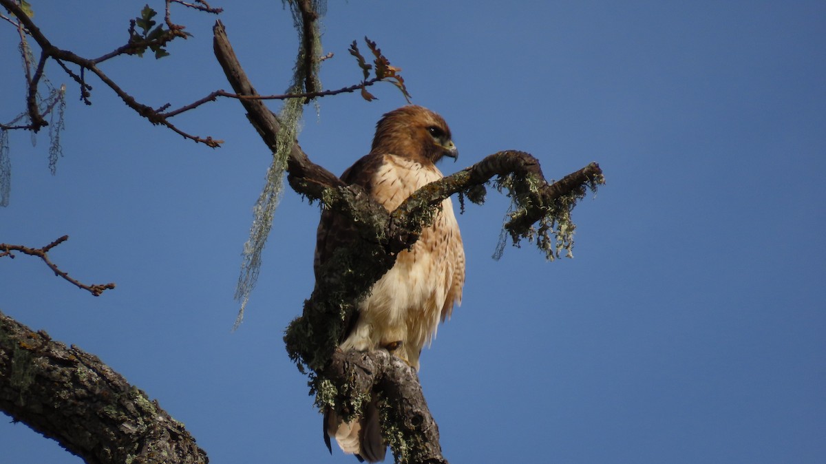 Red-tailed Hawk - ML614806293
